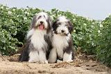 BEARDED COLLIE 016